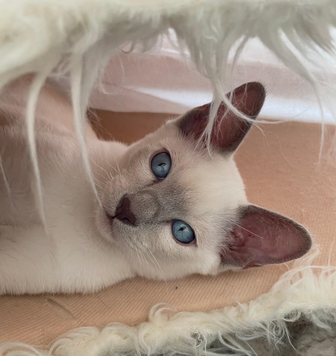 Silk Orchid Tonkinese Logo