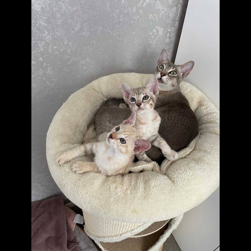 Tonkinese Cat 11