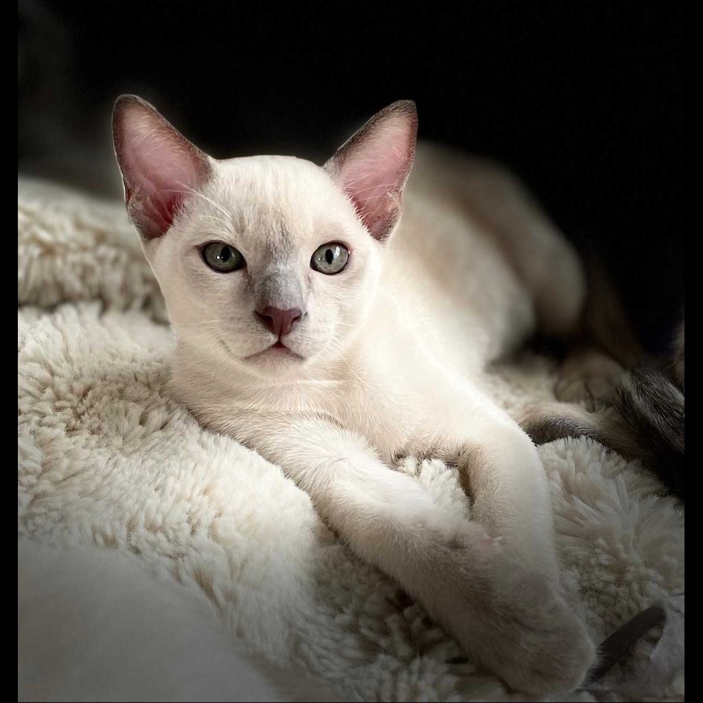 Tonkinese Cat 12