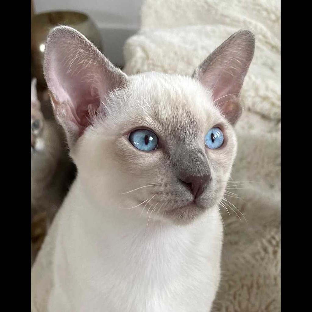 Tonkinese Cat 13
