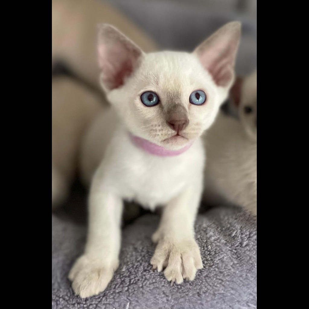 Tonkinese Cat 14