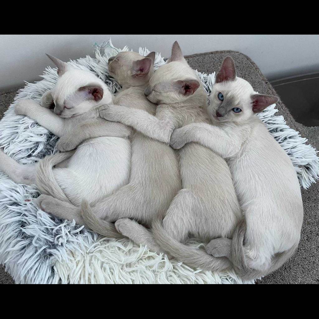 Tonkinese Cat 15