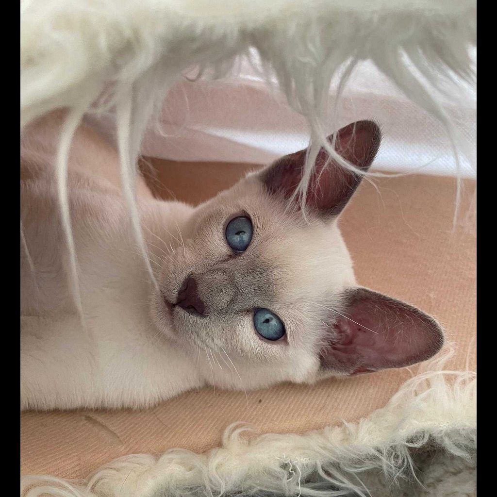 Tonkinese Cat 16
