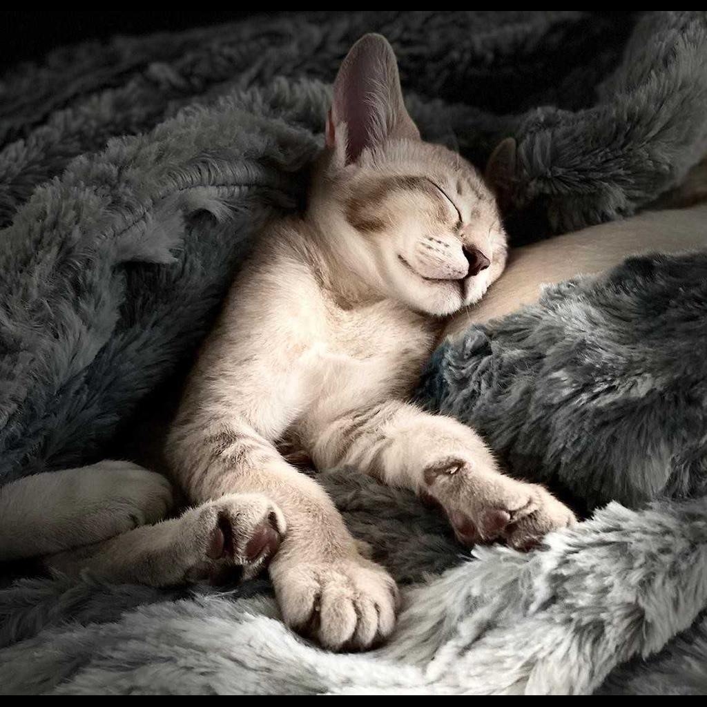 Tonkinese Cat 17